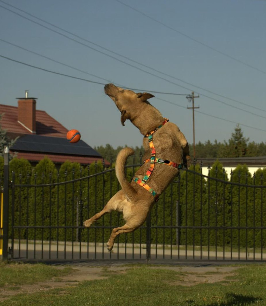 Szelki antyucieczkowe - obrazek 3