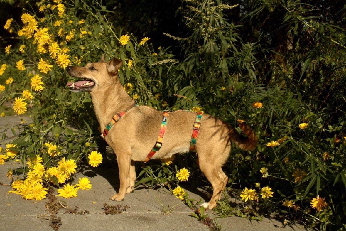 Szelki antyucieczkowe - obrazek 4